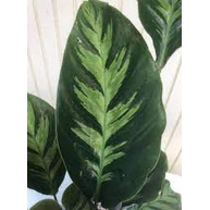 Calathea Misto Termurah/ tanaman hias calatea - BAKUL KEMBANG