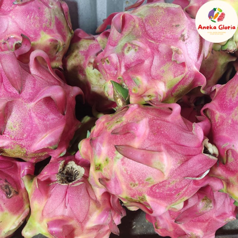 

Buah Naga Segar / Red Dragon Fruit Fresh