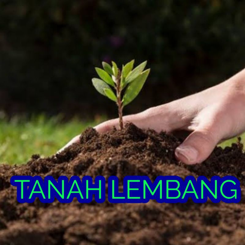 media tanam tanah lembang + pupuk kandang 500grm