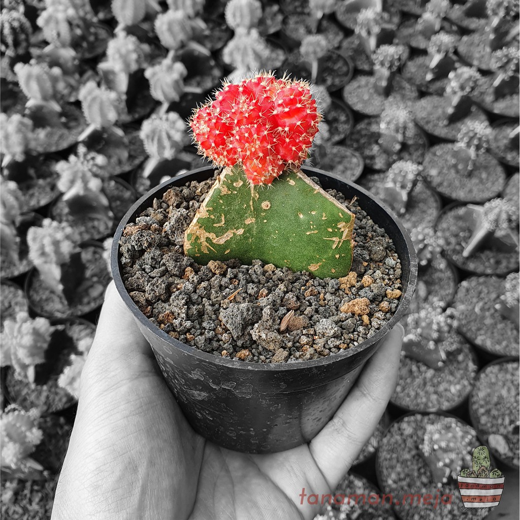 Tanaman Hias Hidup - Kaktus dan Sukulen (Gymno Merah / Gymnocalycium Mihanovichii Red)