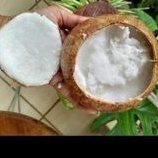 

Buah Kelapa Kopyor Genjah Asli Pati fresh Segar Ukuran S