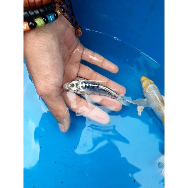 Ikan Koi Metalic 17 - 20 cm