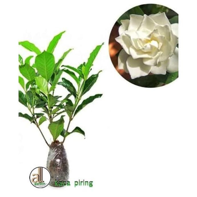 Rr Bibit Tanaman Hias Bunga Kaca Piring Gardenia Augusta