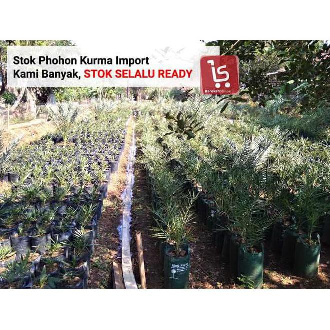 BIBIT KURMA KULTUR JARINGAN / BIBIT POHON KURMA SUPER SH0P NH”
