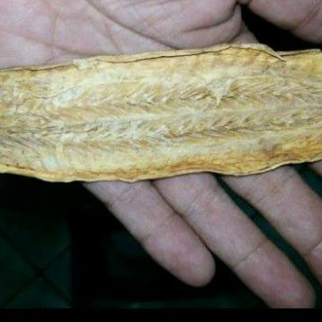 

IKAN TEMPEL ASLI SIAP DIGUNAKAN