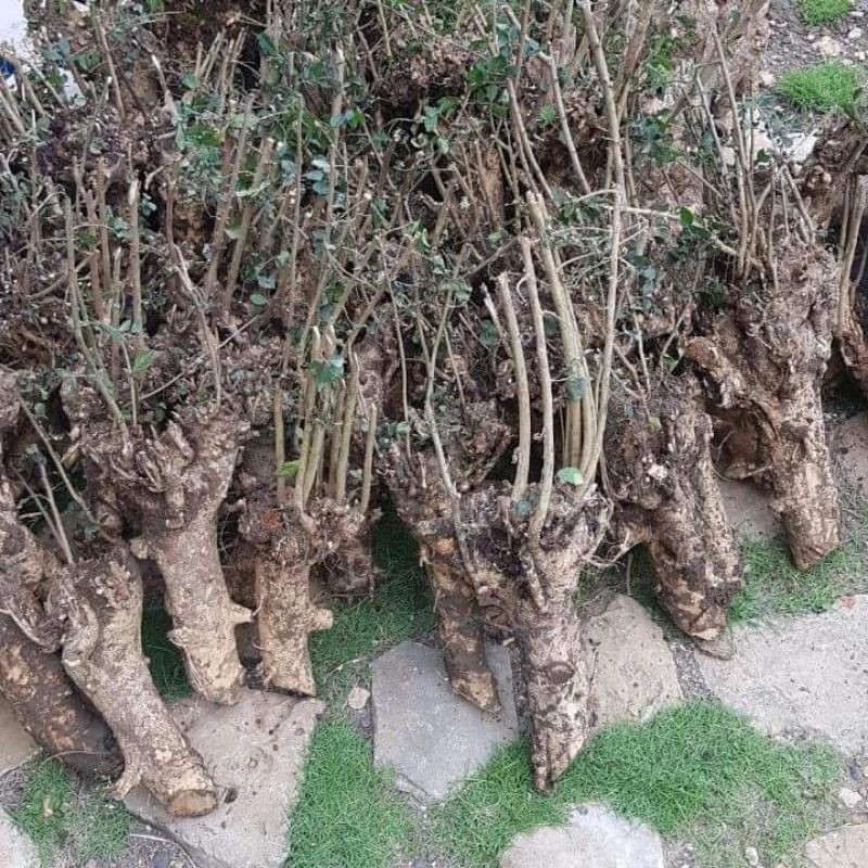 dongkelan serut bahan bonsai berat