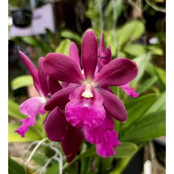 anggrek guaricyclia yucatan dewasa