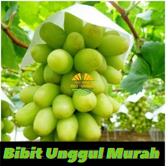 Bibit anggur import tenzan Grafting Siap Berbuah