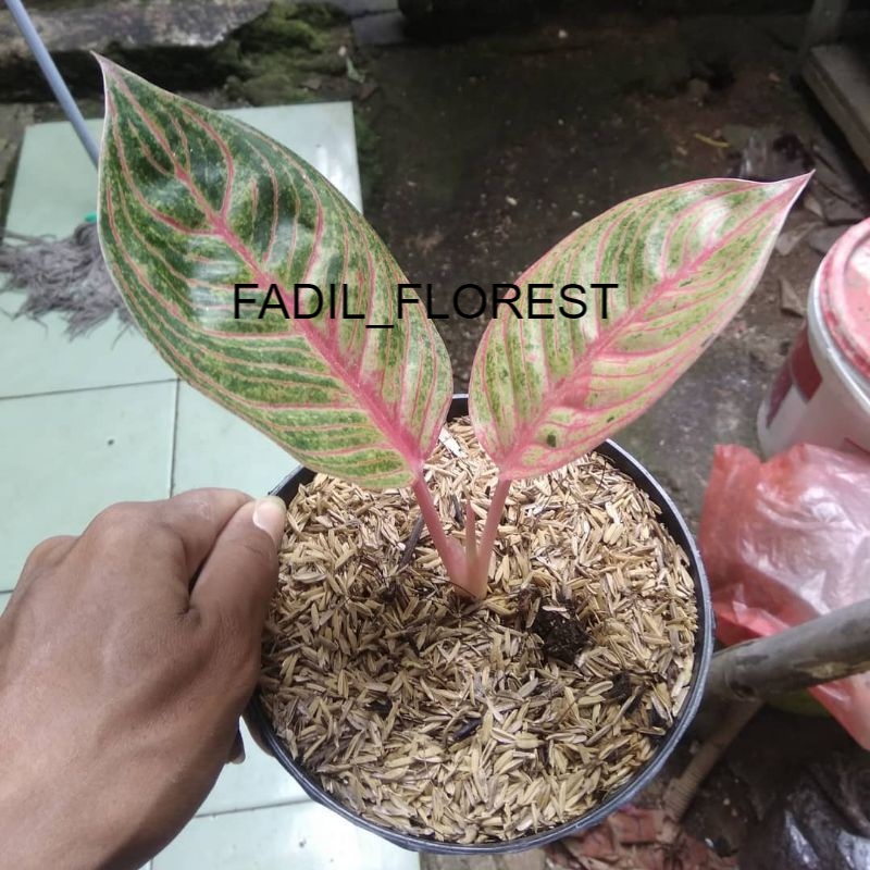 Tanaman Hias Aglonema Dewi Hughes/ Baby Aglonema Dewi Hughes SEED_AGLONEMA