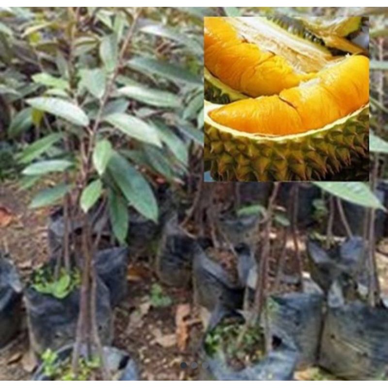 bibit durian musangking kaki 3