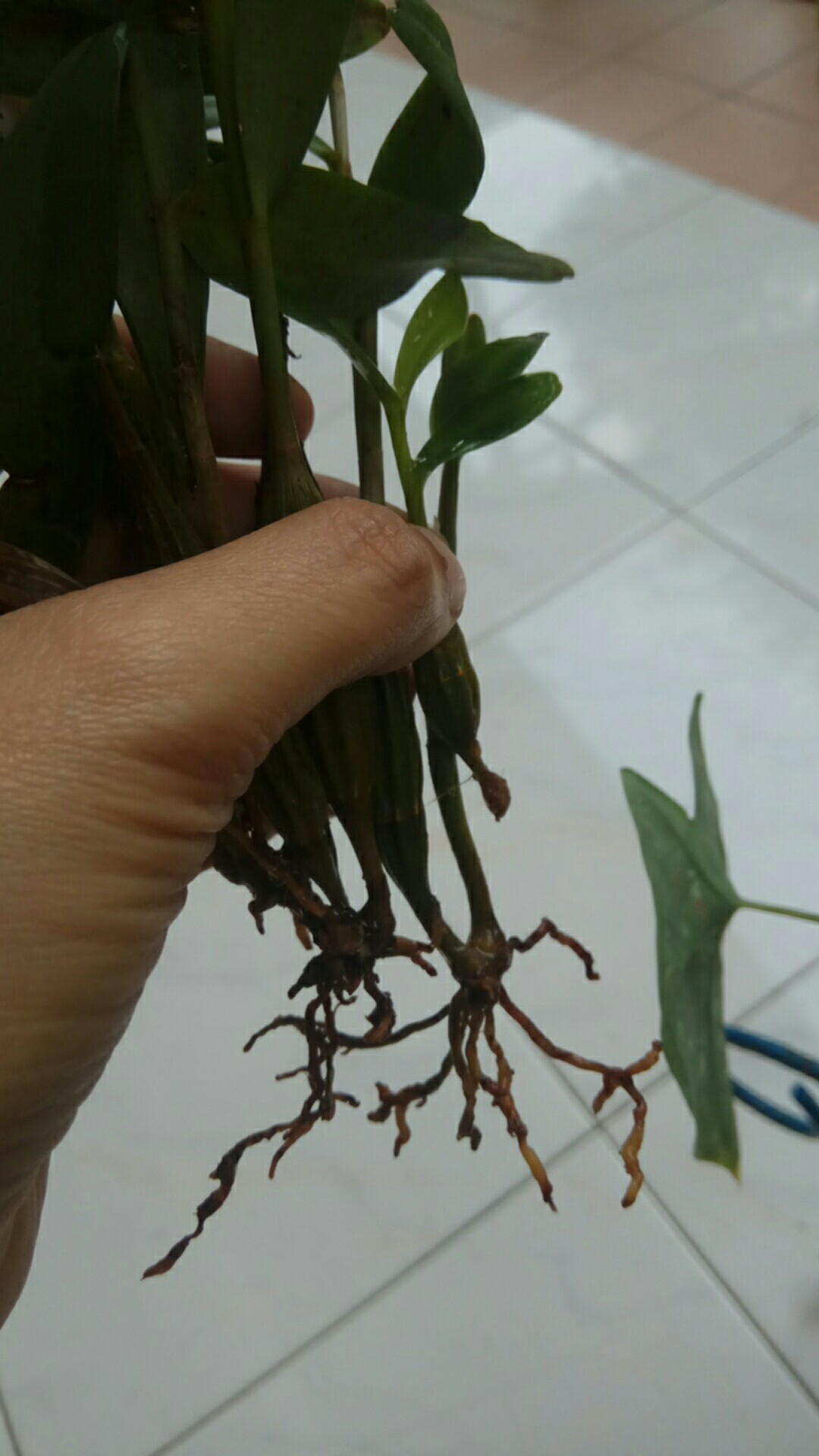 Angrek Dendrodium/merpati Remaja Siap Berbunga