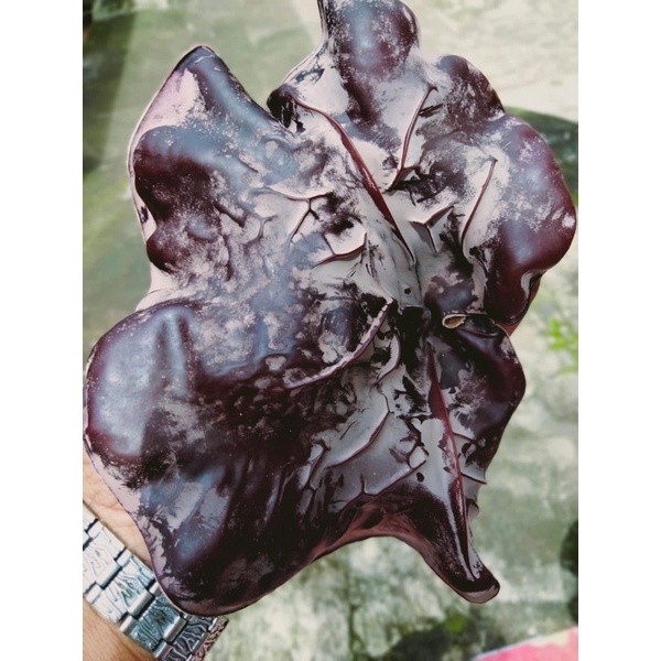 

jamur kuping fresh // 500gr