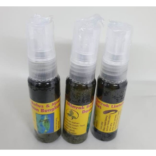 MINYAK BULUS ORIGINAL + LINTAH HITAM + DAUN BUNGKUS ASLI PAPUA 100% ORIGINAL