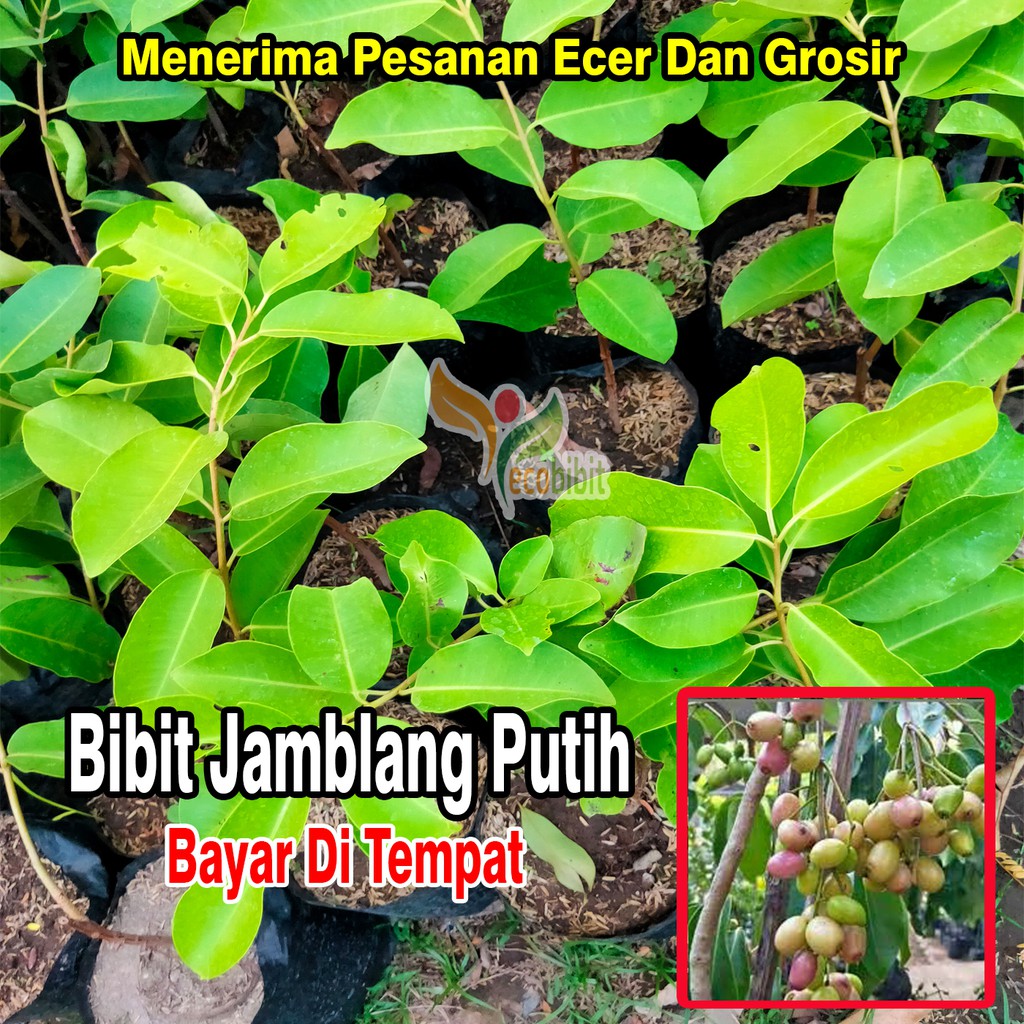 Bibit Juwet/Jamblang Putih Tanpa Biji