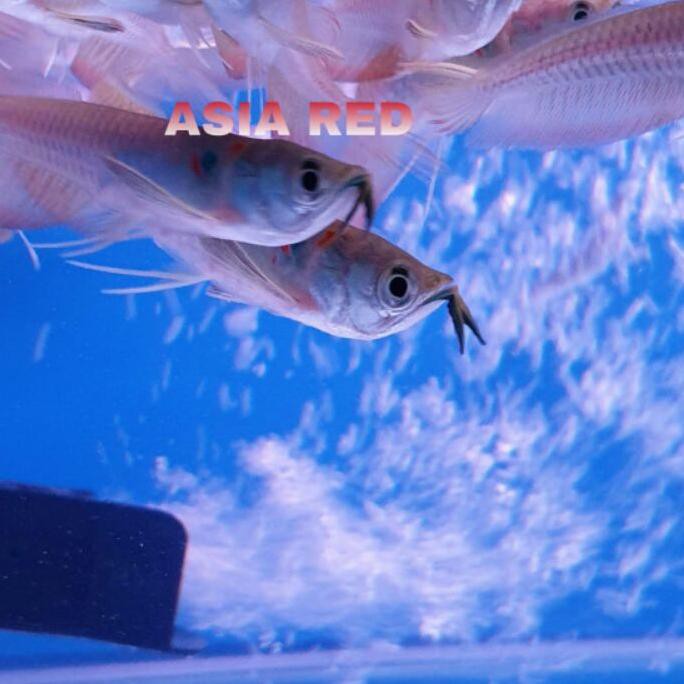 (kode-234) ikan Arwana Silver red /Silver red Arowana fish ,