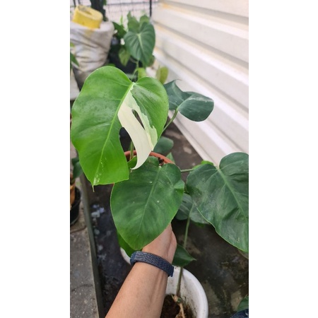 Monstera Varigata 5 daun