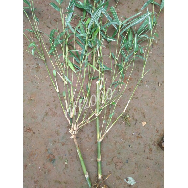 Bibit Stek Bambu variegata mini, Bambu hias varigata