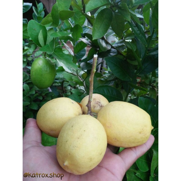 bibit jeruk lemon lokal