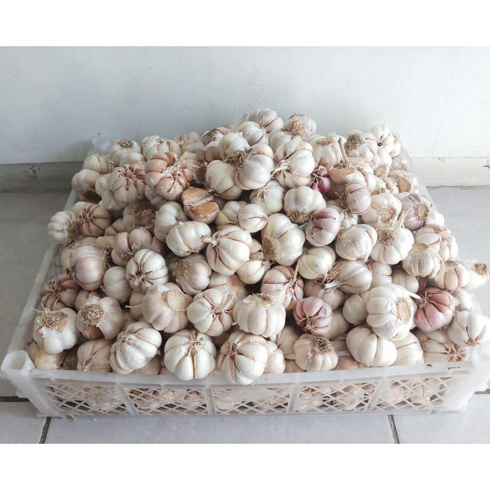 

Bawang Putih