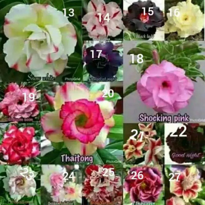 

promo 15 paket adenium kamboja