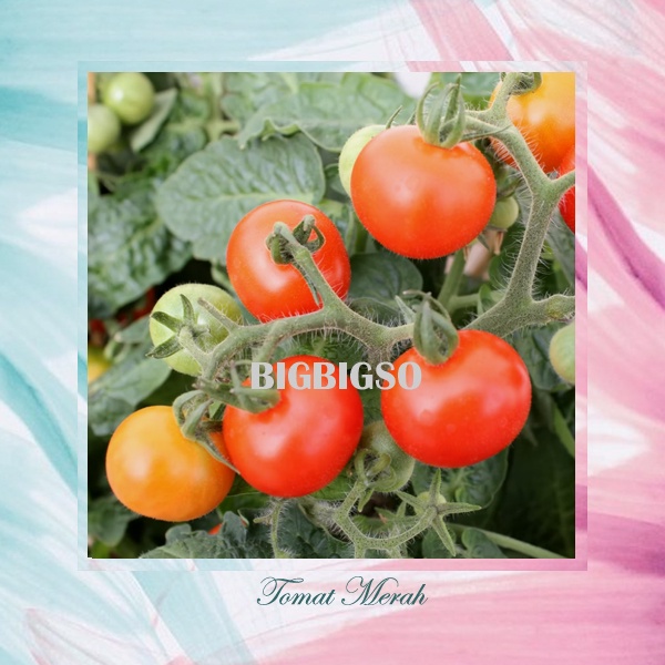 Bibit Tomat Merah Tanaman Buah dan Sayur Benih Tanaman Tomat Merah