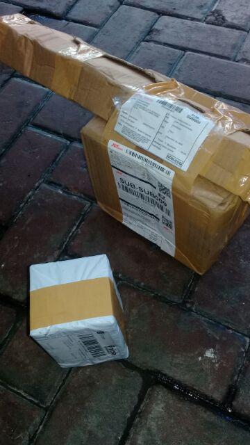 Bibit Kapulaga Hibrida Super Jumbo Kwalitas 1