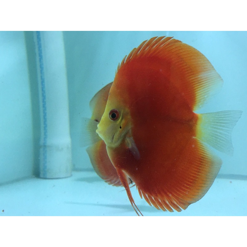Ikan Discus HB Red melon