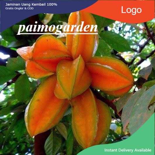 Bibit Belimbing Madu Jumbo