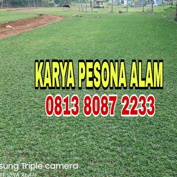 Rumput Gajah Mini Jual Rumput Gajah Mini Murah Shopee Indonesia