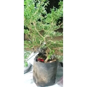 saeng simbur micro vietnam