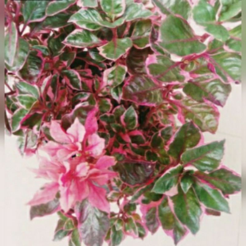 KROKOT MERAH BUNGA GANTUNG