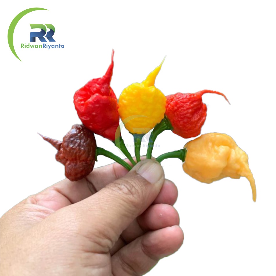 Paket 4d Biji Cabe Carolina Reaper Cabai Terpedas di Dunia Nomor 1 versi The Guinness World Record Benih Tanaman