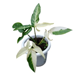 tanaman hias syngonium angustatum variegated