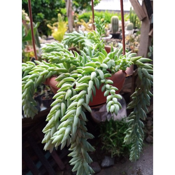 Kaktus sukulen gantung