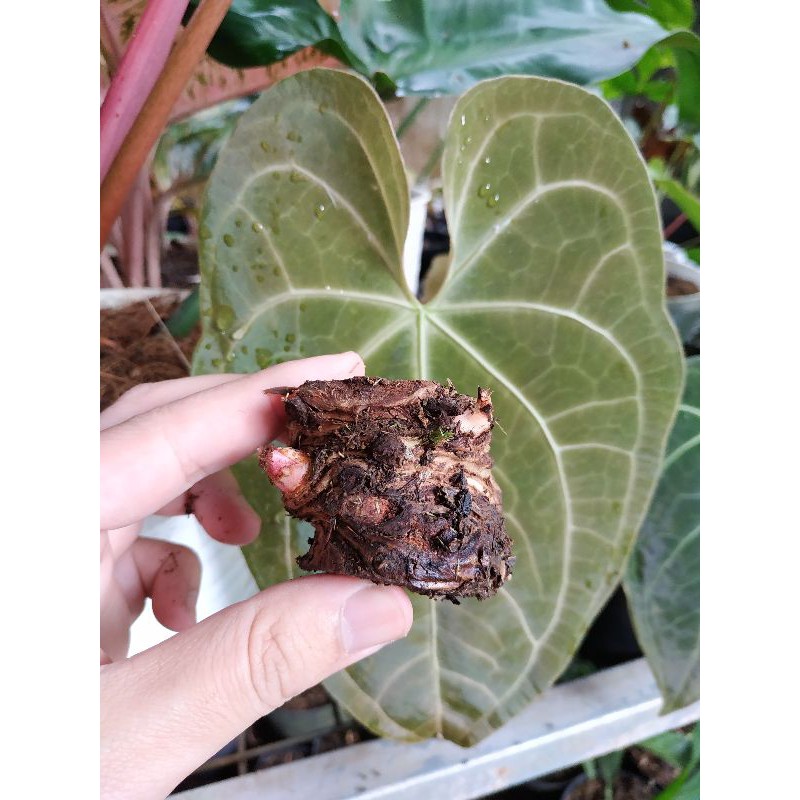 Bonggol Asli Anthurium Magnificum / Kuping Gajah Kalong Batang Kotak Sudah Bertunas