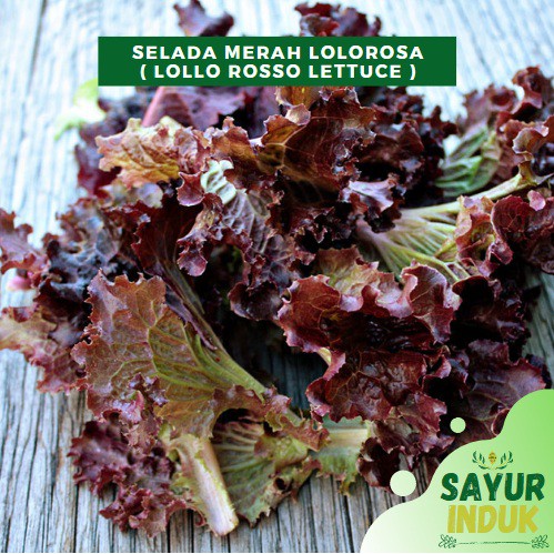 

Sayur Induk - Selada Merah Hydro 250 Gram Fresh Grade A Hidroponik Lollo Rosso Lettuce