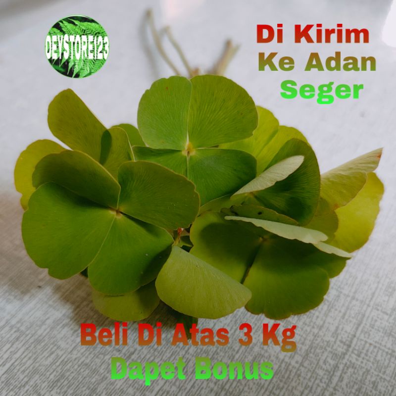 

Promo Daun Semangi Sawah Semangi Segar 1 Kg