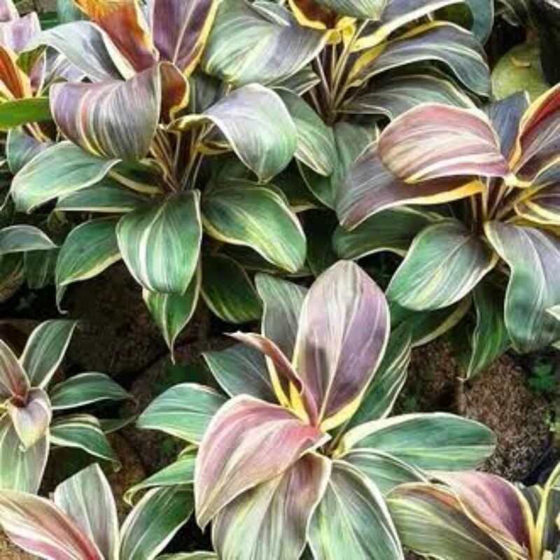 tanaman hanjuang andong varigata