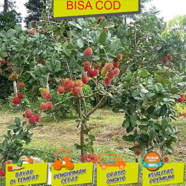 Stok Baru Bibit Rambutan Binjai Cangkok Tinggi 50-70cm