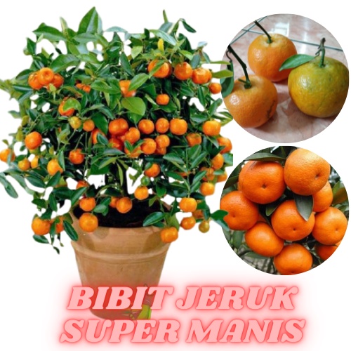 tanaman jambu air taiwan super green + Jeruk Santang Madu