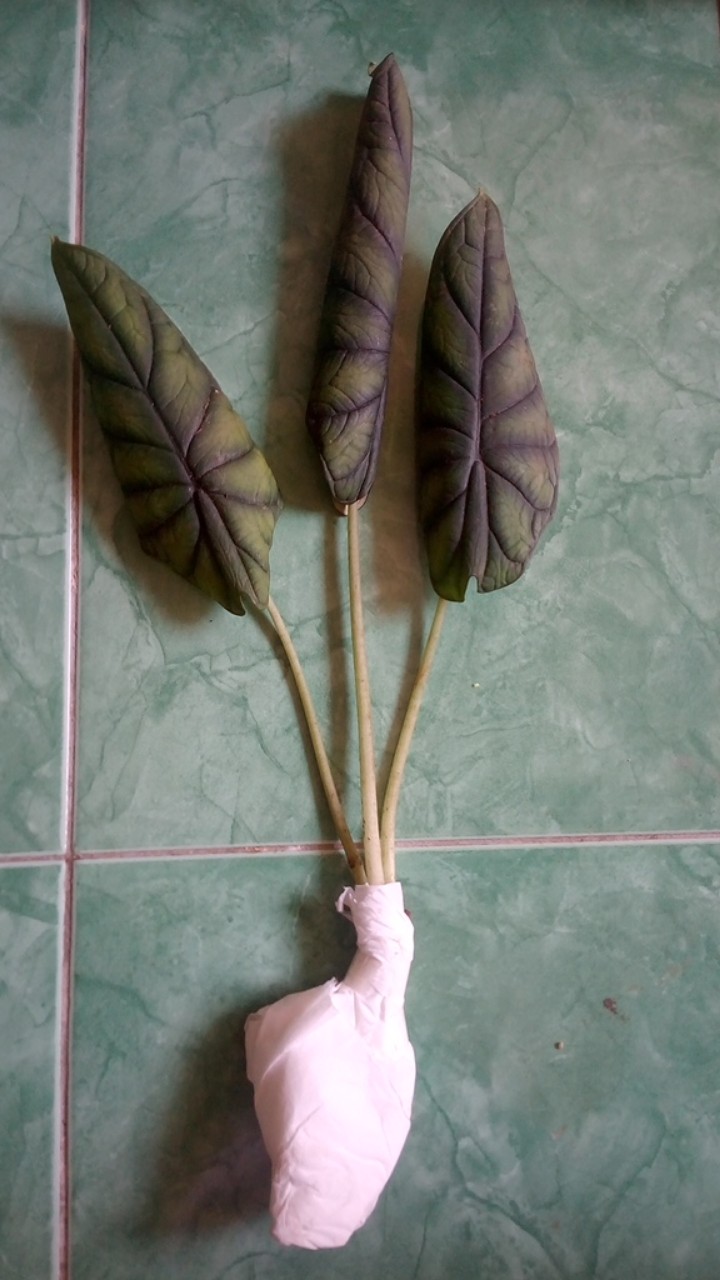 Alokasia Dragon Scale