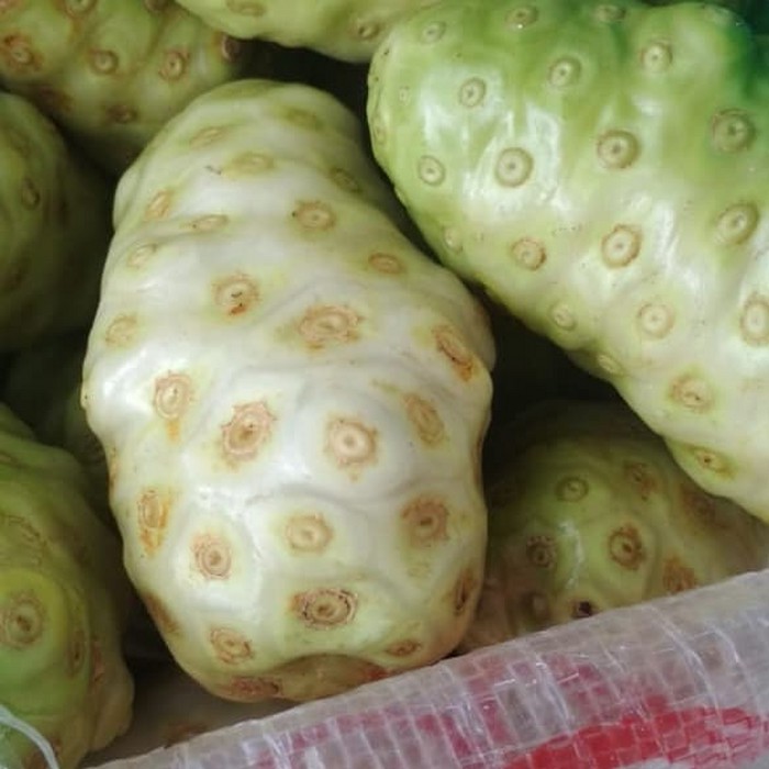 

Buah mengkudu pace obat herbal 1 Kg