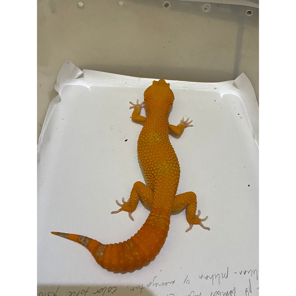 Leopard Gecko Male Sunglow Full CT Cakep No. 745