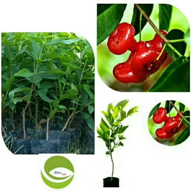 Bibit Tanaman Buah Jambu air Merah/Pohon Jambu Air Merah