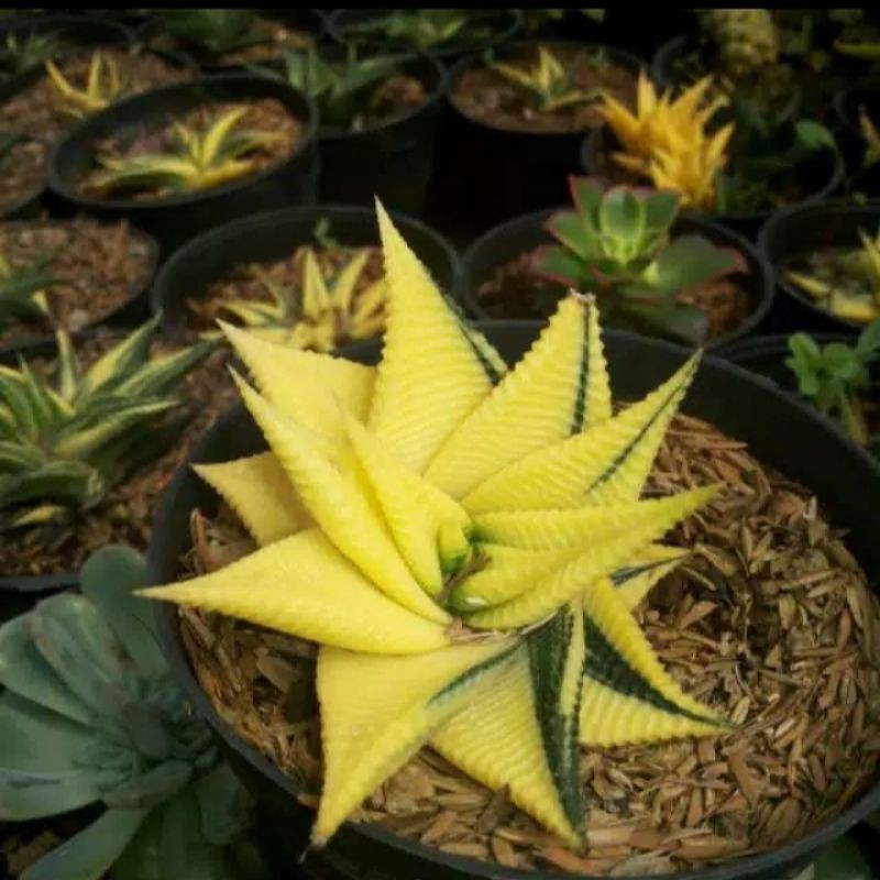 Sukulen Haworthia Limifolia Variegata