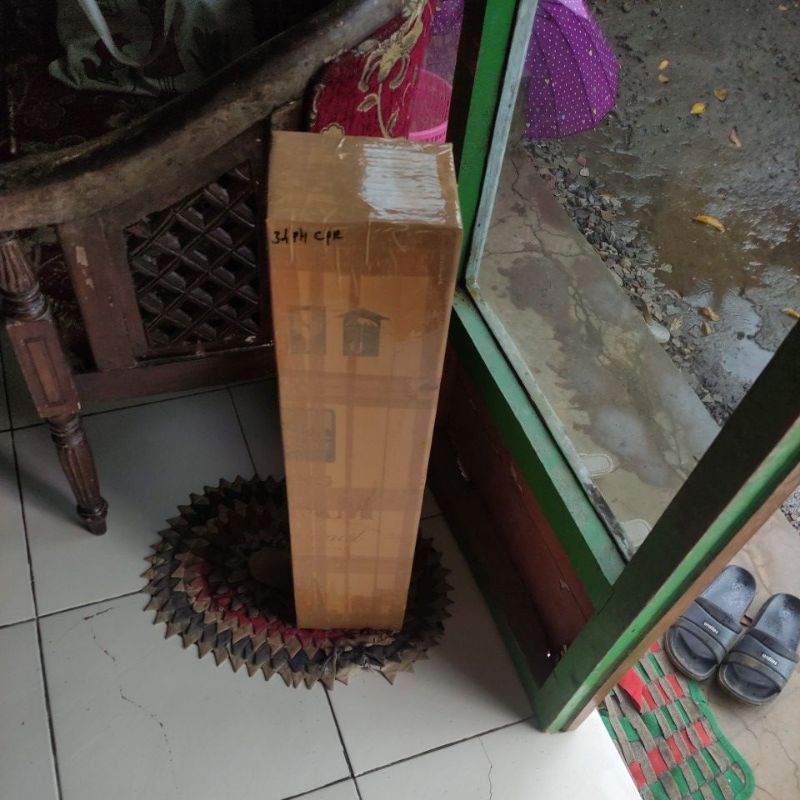 paket bibit kopi coklat isi 50