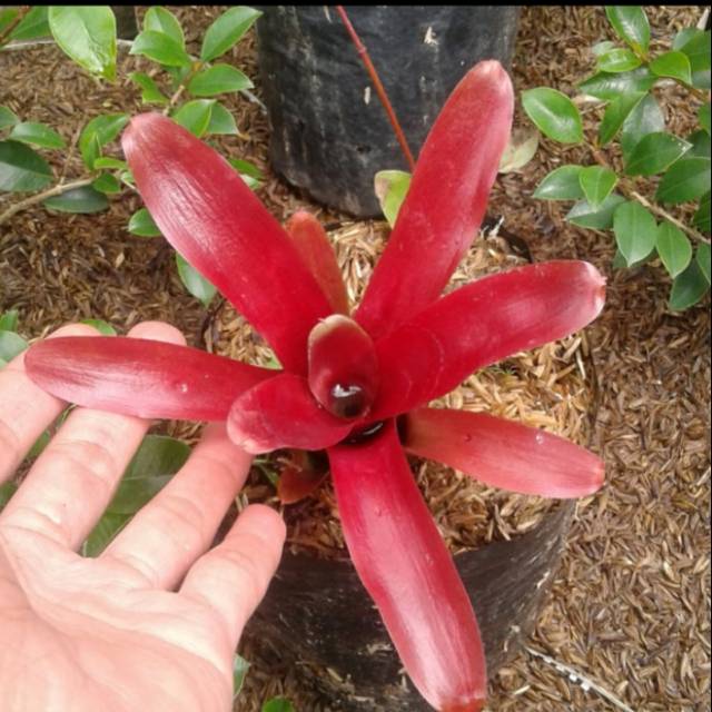 Tanaman hias Bromelia merah mini - Bromelia Merah