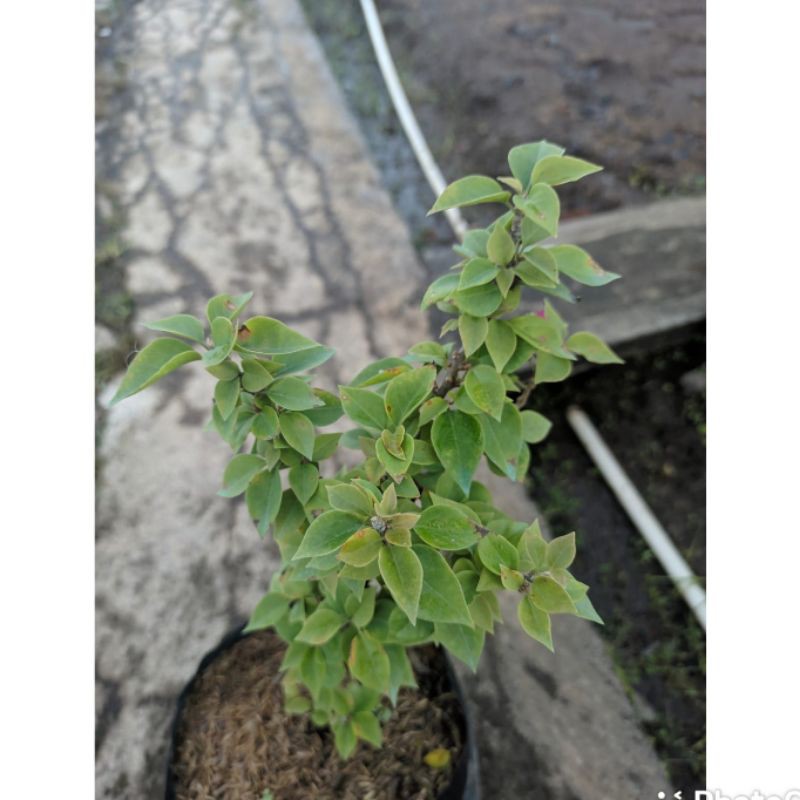 Tanaman Hias Bougenville Singapore Ungu