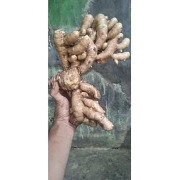 

kunyit kuning putih curcuma zedoaria 1kg