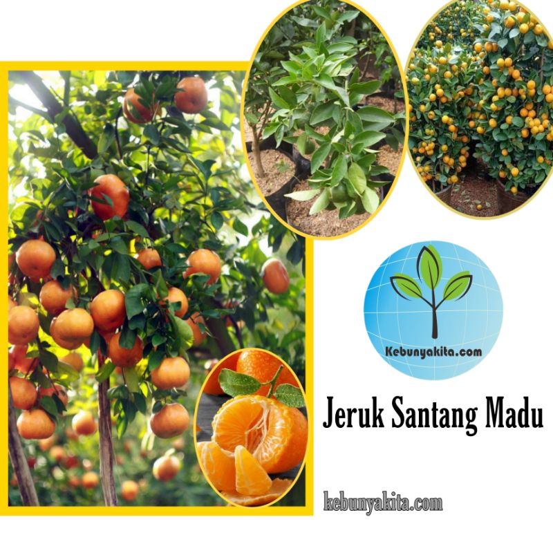 Bibit Jeruk Santang Madu berbuah/ bibit buah Jeruk Santang Madu/ bibit jeruk/ bibit tanaman murah